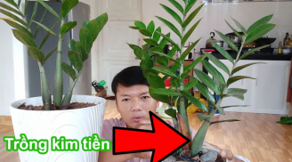 3 vị trí tránh đặt cây kim tiền kẻo tài lộc đứt đoạn, 2 chỗ khác lại là 'hố vàng' hút vận may