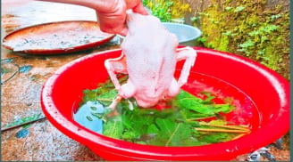 Vò nắm lá này thả vào chậu nước: Nhổ lông vịt siêu nhanh, hết sạch mùi hôi, không dính một cọng lông măng