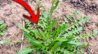 Loại rau 'bổ hơn thịt, rẻ hơn thuốc', mọc dại đầy vườn, nhiều người không biết đem nhổ bỏ
