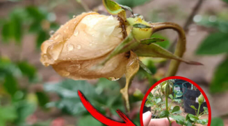 Vào nhà thấy 5 loại hoa này là xui xẻo, hoa vượng người tàn, tiền bạc dễ mất