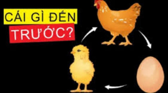 Quả trứng có trước hay con gà có trước: Câu trả lời chính xác sau đây