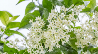 Trong vườn có 4 cây 'rắn mê như điếu đổ', muốn an toàn phải nhổ bỏ ngay, nhất là cây thứ 2