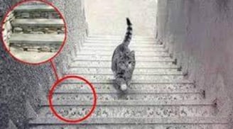 Trắc nghiệm: Con mèo đi lên hay đi xuống? Câu trả lời sẽ tiết lộ năng lực đặc biệt của bạn