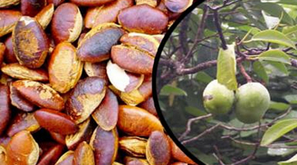 Loại quả xưa chỉ người nghèo mới nhặt về ăn, nay là đặc sặc được xuất khẩu, ăn 1 lần là ‘nghiện’