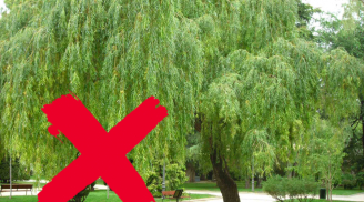Người đời sợ có 5 cây, trồng vào nhà thì nhà nghèo, Thần Tài chạy xa tít tắp