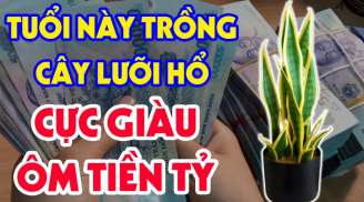 Người thuộc 2 mệnh này trồng cây lưỡi hổ là lộc đổ thẳng túi, buôn bán gì cũng may