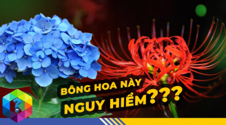 Vào cổng thấy 4 loại hoa này là xui xẻo, dễ gặp tai ương, nhổ bỏ sớm càng tổt