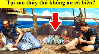 Thủy thủ ngày xưa có chết đói cũng không ăn cá bắt ngay dưới biển, chỉ vì 1 thứ