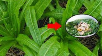 Loại rau giàu canxi gấp 36 lần nước hầm xương, giúp Sh88bet đăng ký miễn phí chắc khỏe, ăn sống hay chín đều tốt cả