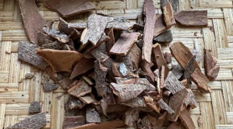 Tự chế nguyên liệu rẻ tiền, đuổi gián cực nhanh mà không độc hại
