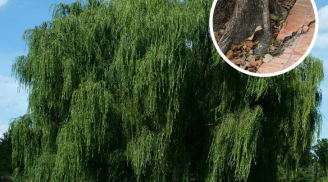Các cụ nói: 'Một sợ cһό khóc nửa đêm, hai sợ gà bay lên mái, ba sợ liễu rậm trước mồ', vì sao vậy?