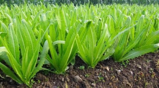 Bật mí loại rau giàu canxi hơn cả sữa, ăn rất ngon lại không lo béo phì