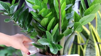 Cây Kim Tiền kỵ nhất 2 người này: Đừng trồng trong nhà kẻo sớm muộn cũng gây họa