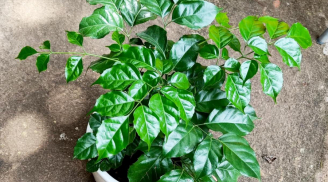 Loại cây nghe tên đã thấy hạnh phúc, trồng trong nhà để gia đạo yên vui, giàu sang, may mắn ngút trời