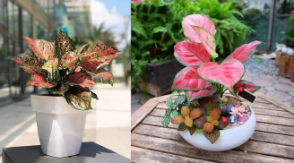 Nhà giàu thường trồng loại cây đỏ rực như “ăn tiền thiên hạ” để sự nghiệp thăng hoa, tiền tài rủng rỉnh