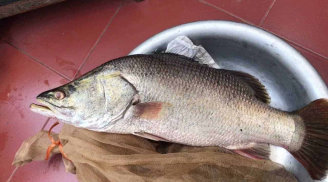 Những loại cá tự nhiên giàu dinh dưỡng, gặp mua ngay vì rất rẻ