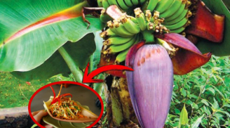 Trên cây chuối có 1 phần rất quý, mang đi làm nộm có món vừa ngon vừa bổ