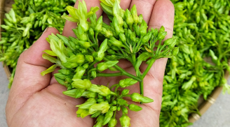 Một nắm rau này chính là 'liều thuốc an thần' cực tốt, mọc đầy vườn mà nhiều người không biết ăn