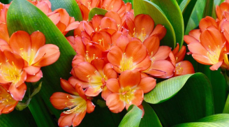 5 loại hoa tượng trưng cho phú quý, tài lộc nhà giàu rất thích trồng