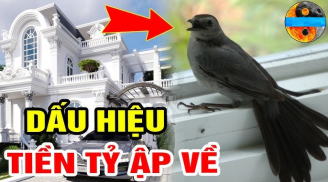2 loài chim vào nhà, sắp có chuyện vui 'gõ cửa', đừng đuổi chúng đi mà mất hết lộc