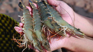 Người nuôi tôm hơn 20 năm tiết lộ: Cách phân biệt tôm nuôi tự nhiên không hóa chất, ai không biết dễ thiệt thòi