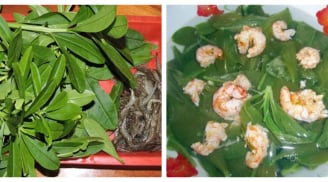 Loại rau không chăm cũng sống tốt, giúp giảm cân, bổ máu nhưng nhiều người ‘ghẻ lạnh’