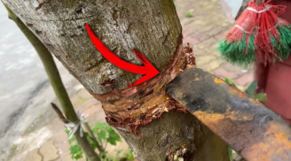 Nghe lời Tổ tiên dặn: Nghèo cũng đừng chặt 3 cây này, con cháu về sau hưởng phúc lớn