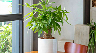 5 loại cây cảnh “chịu khổ quen rồi”, chỉ ưa sống trong chậu nhỏ, trồng chậu càng to càng dễ chết