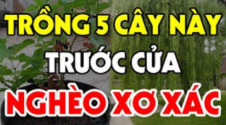 Cổ nhân nhắc nhở '5 cây vào nhà thì nhà nghèo', đó là 5 cây nào, sao không được trồng tùy tiện