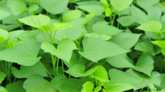 Đi chợ thấy 8 loại rau này ngại gì mà không mua ngay, vừa bổ vừa sạch, chẳng lo bị phun thuốc