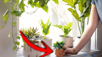 Đặt cây này vào đúng cửa sổ, thần Tài theo đó mà vào, lộc lá cả nhà hưởng đủ