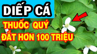 Loại rau mọc dại đầy vườn, ăn vào 'lọc sạch' thận, mát gan