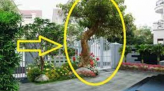 Nghèo cũng đừng chặt 3 cây này, con cháu về sau hưởng phúc lớn