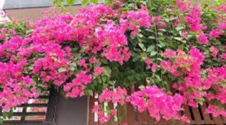 5 loại hoa ưa nắng nhất, càng 'tắm nắng' càng ra hoa như thác đổ