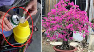 Tưới hoa giấy đừng chỉ dùng nước lã: Pha loại dung dịch sẵn trong bếp, hoa nở 'tuôn như suối', lá xanh quanh năm