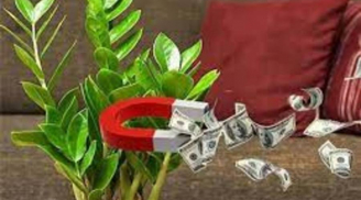 Cây phong thủy hợp mệnh 12 Shbet888.com nhà cái uy tín hút vận may và tài lộc, trồng 1 cây trong nhà giàu có khó ai bằng