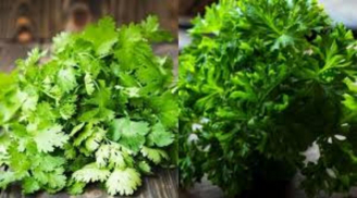 Loại rau thơm bán rẻ bèo ngoài chợ không ngờ toàn thân là kho báu, vitamin C cao gấp 5 lần chanh