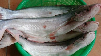 Loại cá là đặc sản Nam Bộ, giá 500.000 đồng/kg, rất ngon và hiếm