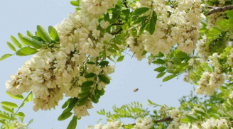 Tổ Tiên dặn: 'Nghèo cũng đừng chặt 3 cây này, con cháu về sau hưởng giàu sang, phú quý'