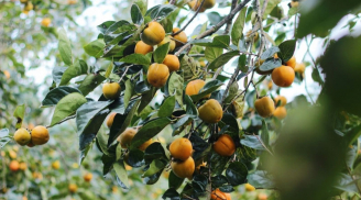 Các cụ dặn: 'Nghèo cũng đừng chặt 3 cây này, con cháu về sau hưởng phú quý ba đời', đó là 3 cây nào?