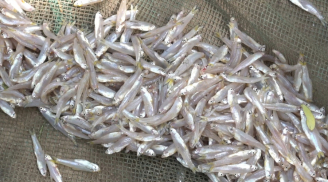 Đi chợ gặp 5 loại cá này cần mua ngay, cá tự nhiên, ngọt thịt, nhiều người vẫn tiếc tiền