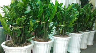 Người thuộc 2 mệnh này mau mau trồng cây kim tiền, trồng 1 cây là sự nghiệp lên hương, tiền vào như nước