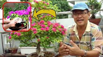 Cho hoa giấy “uống” thứ nước này: Hoa đua nhau nở bung từ gốc đến ngọn