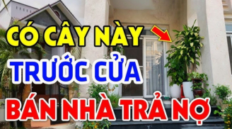 5 loại cây, 3 loại quả trồng ở nhà nào nhà đấy nghèo, mất lộc: Là cây gì, quả gì?