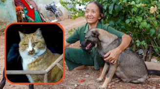 Ông bà ta dặn: Heo đến thì nghèo, chó đến thì giàu, mèo đến thì trên đầu để tang, tại sao?
