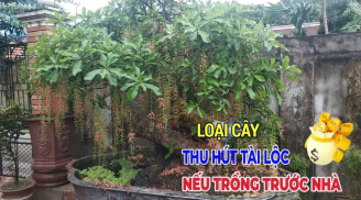 5 loại cây, 3 loại quả phát tài, cây tốt quả sai lộc phúc lộc càng vượng: Là cây gì, quả gì?