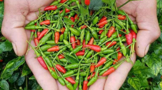 Loại quả rẻ tiền nhưng là 'thần dược' chữa bách bệnh