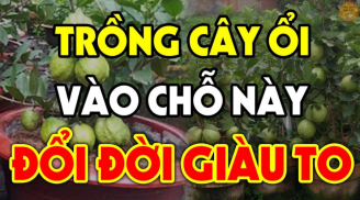 Trồng ổi trước cửa là tốt hay xấu cho vận khí của Shbet111 slot, casino, thể thao, xổ số?