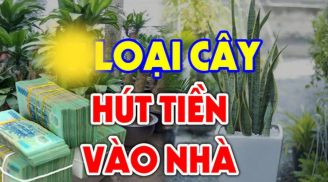 Các cụ bảo: Trồng cây này trước cửa hút tiền hút bạc, cả nhà gặp may