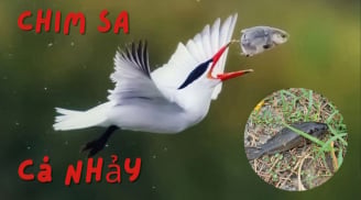 Nghe ông bà ta nhắc: 'Chim sa tận nơi không bắt, cá nhảy tận bờ không ăn', vì sao?